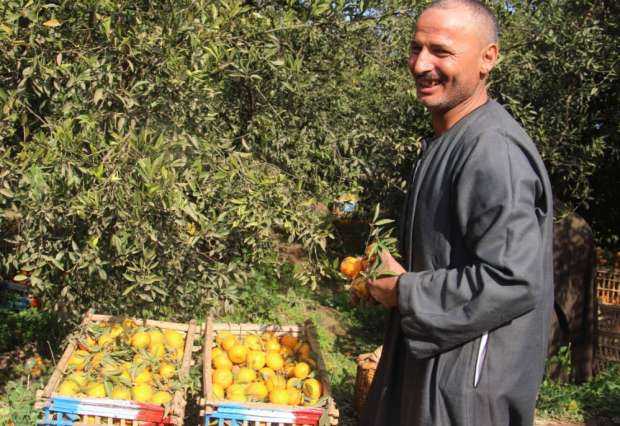 «تفهنا العزب» تتزين بالموالح: «حلاوتك يا استفندي يا ابن عم البرتقال»