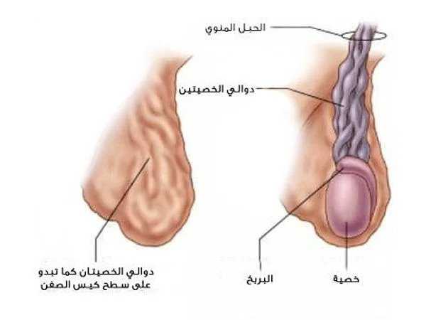 دوالي الخصية – دكتور إنمار