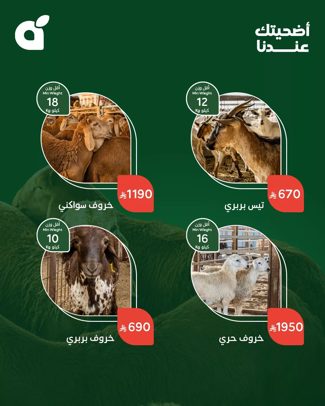 499933087 1100267252136186 7323624100568407330 n - عروض بنده علي أضاحي العيد من أجود الأنواع و أفضل الاسعار