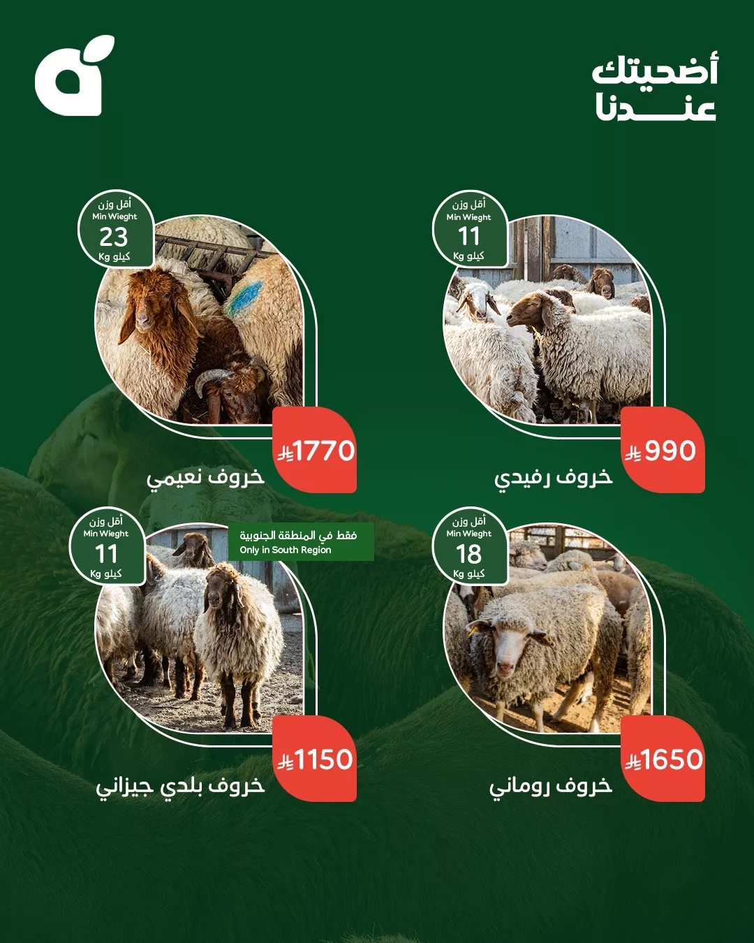 500356550 1100267255469519 4460819979749851410 n - عروض بنده علي أضاحي العيد من أجود الأنواع و أفضل الاسعار